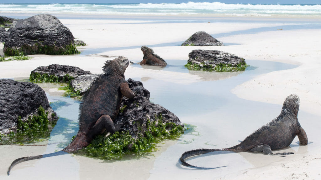 Galapagos marine iguanas on a beach, Tortuga Bay, on Santa Cruz Island.