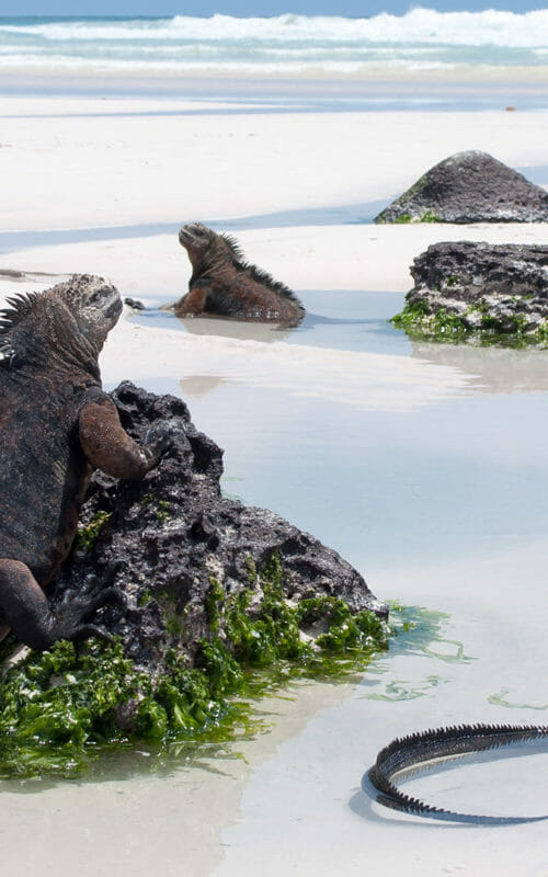 steppes travel galapagos