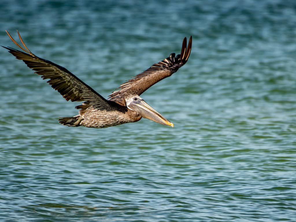 Brown pelican flying over the Gulf of Mexico