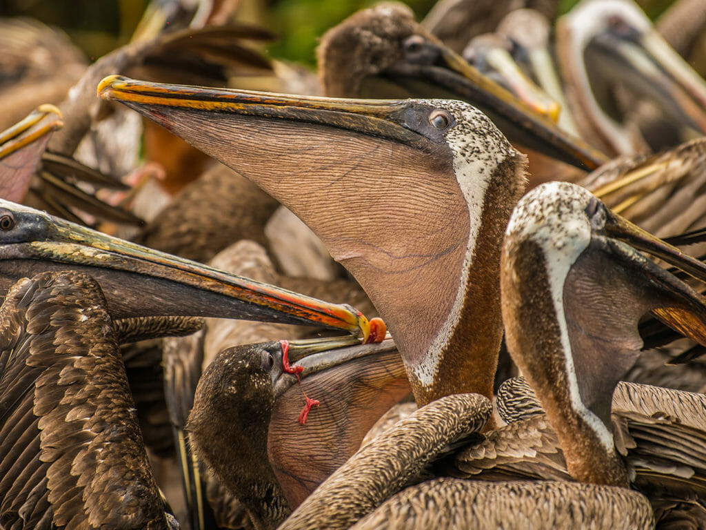 Galapagos pelicans feeding
