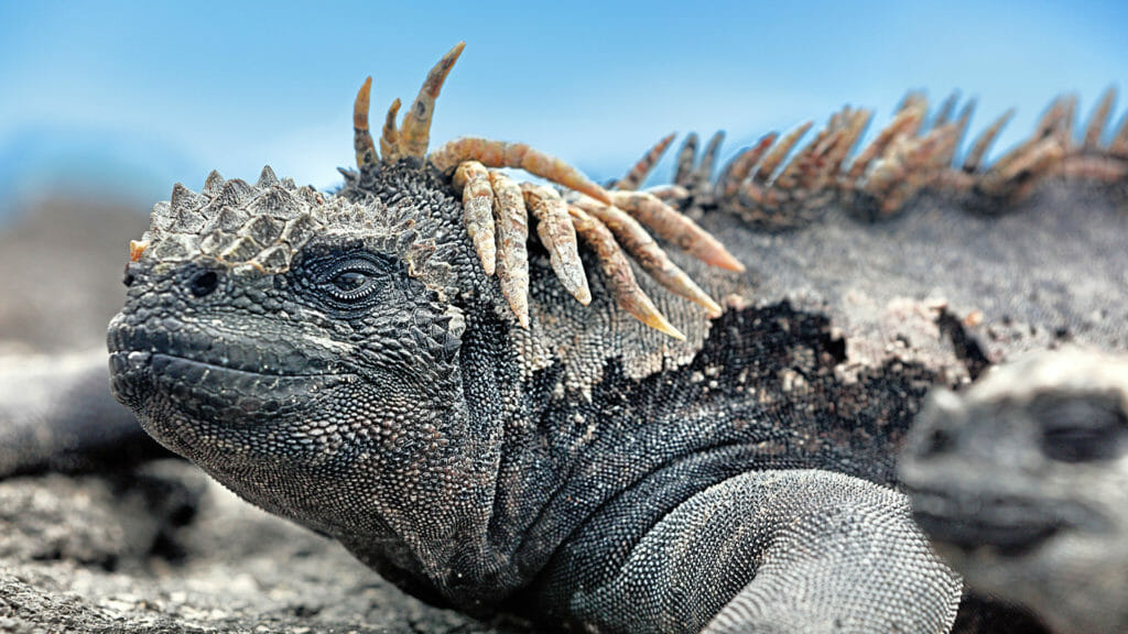 Marine iguana lying in the sun on rock.