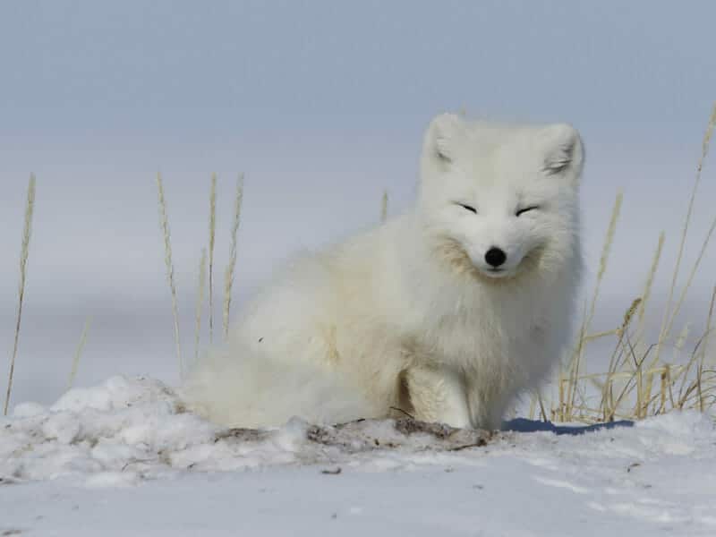 Arctic Fox