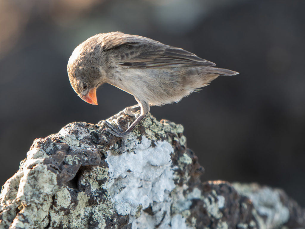 Galapagos Darwin Finch with orange beek looking down