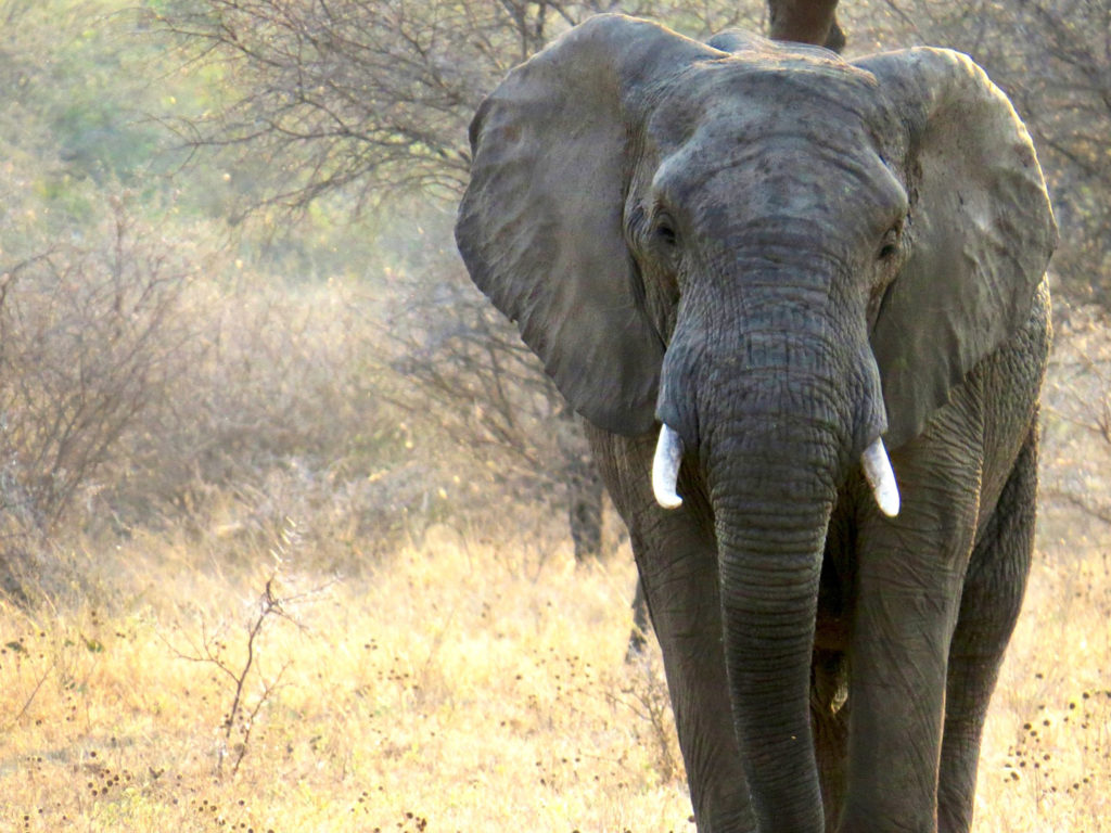 Elephant walking towards you, South Africa