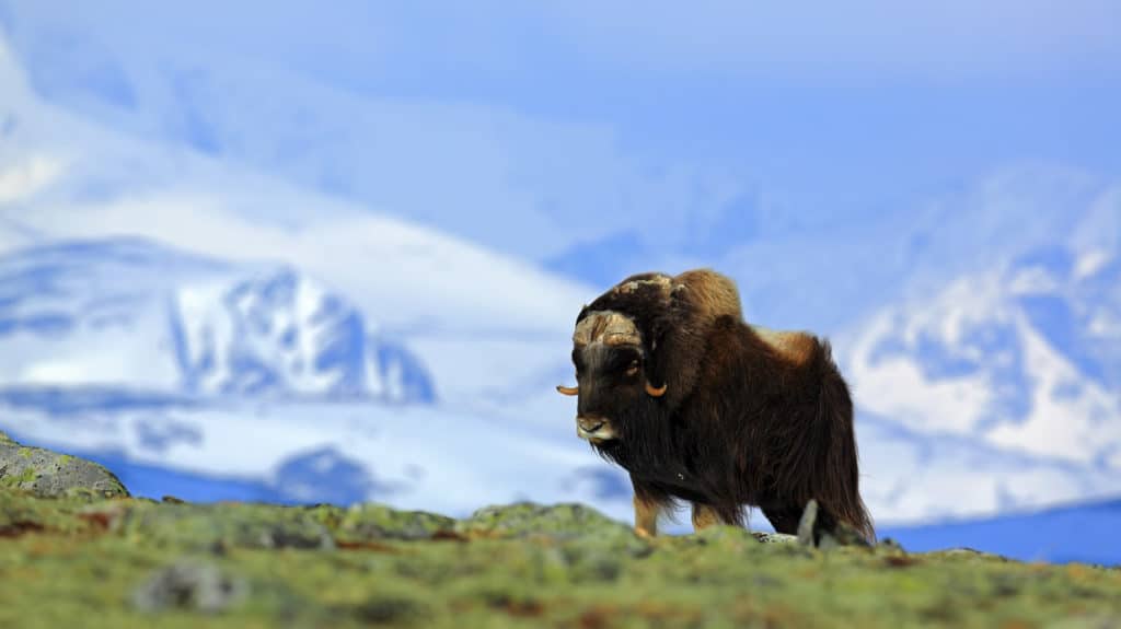 Musk Ox, Greenland