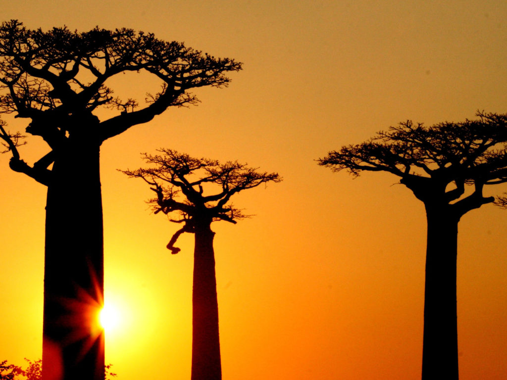 Avenue of Baobabs, Morondava, Madagascar