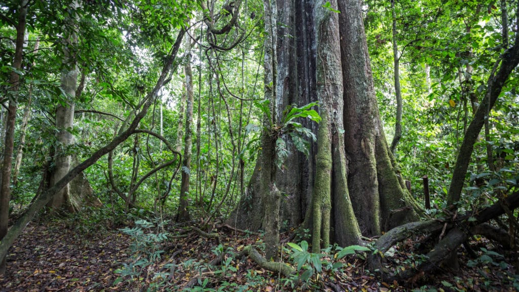 Amazon Rainforest, Brazil