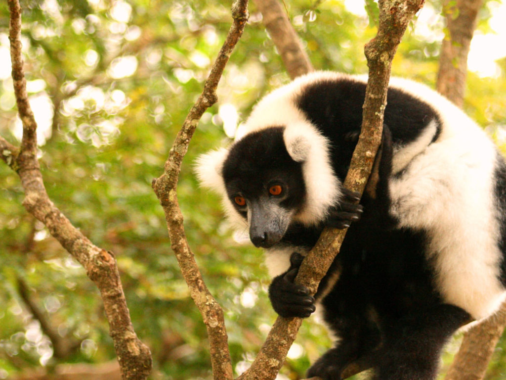 Indri lemur, Andasibe Mantadia, Madagascar