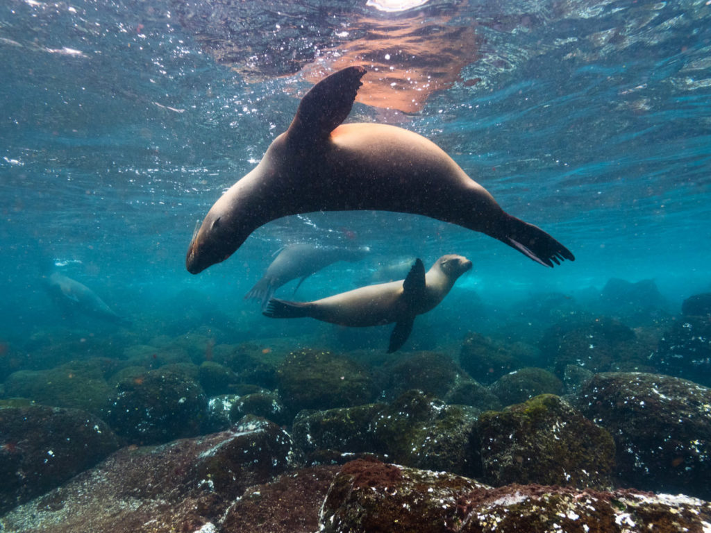 Sea Lions, Galapagos Islands