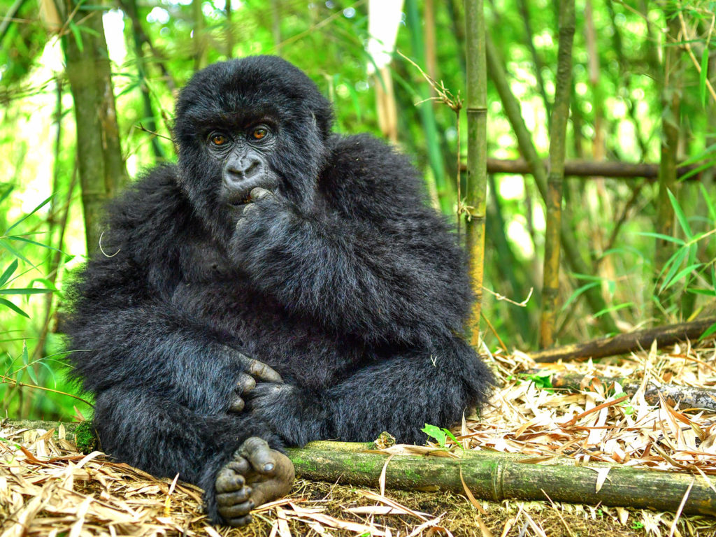 Young mountain gorilla eating, Volcanoes National Park, Rwanda