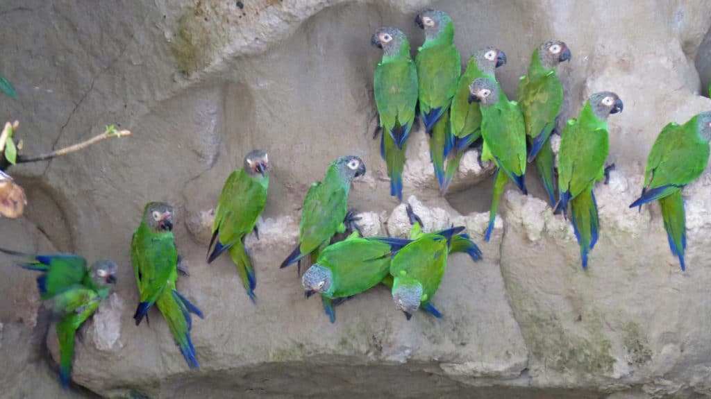 Parrot Clay Lick at Yasuni National Park