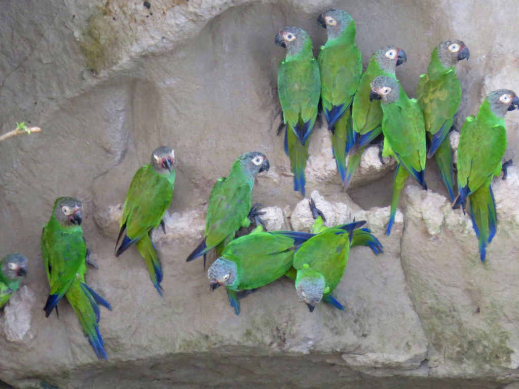 Parrot Clay Lick at Yasuni National Park