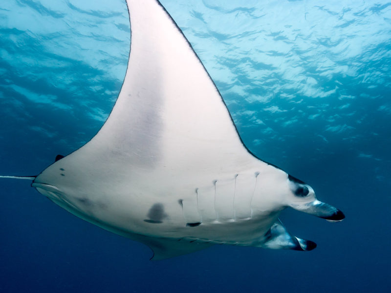 A large Manta Ray hovers above a group of divers in the Komodo National Park