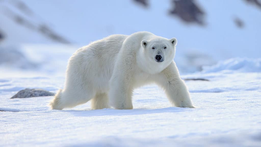 Polar Bear