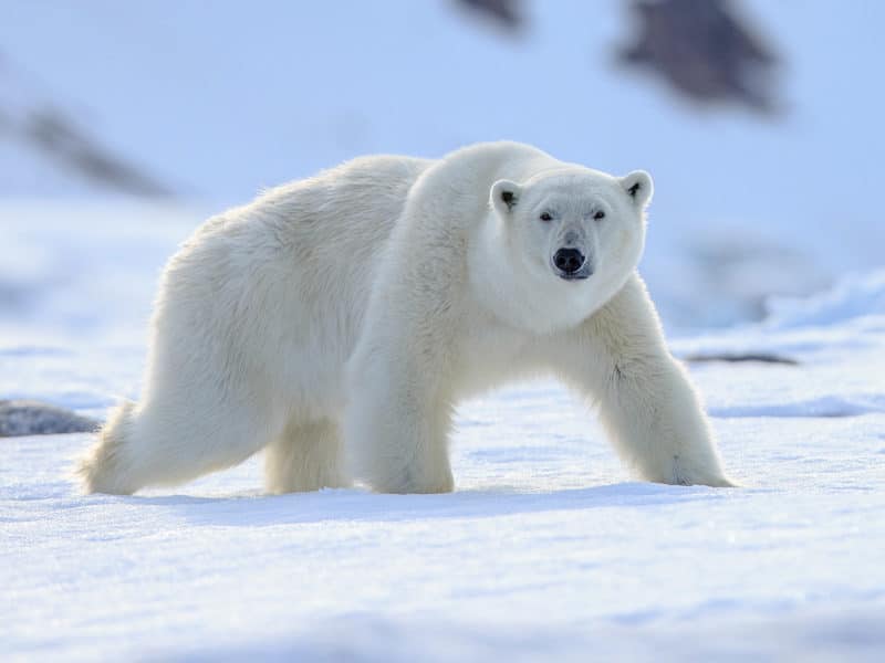 Polar Bear