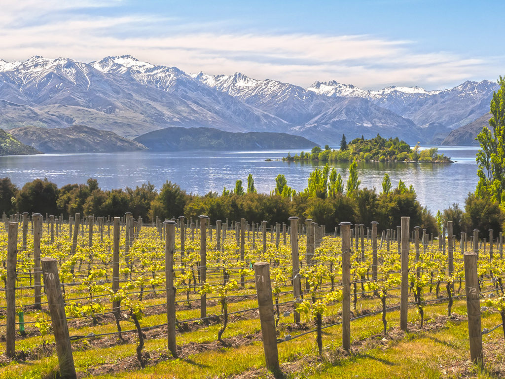 Vineyard by the Lake, New Zealand