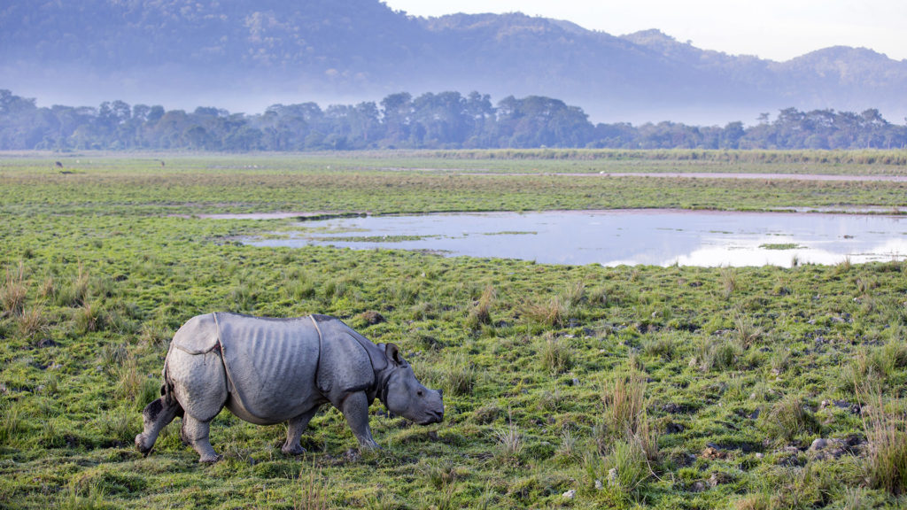 Rhino in kaziranga national park