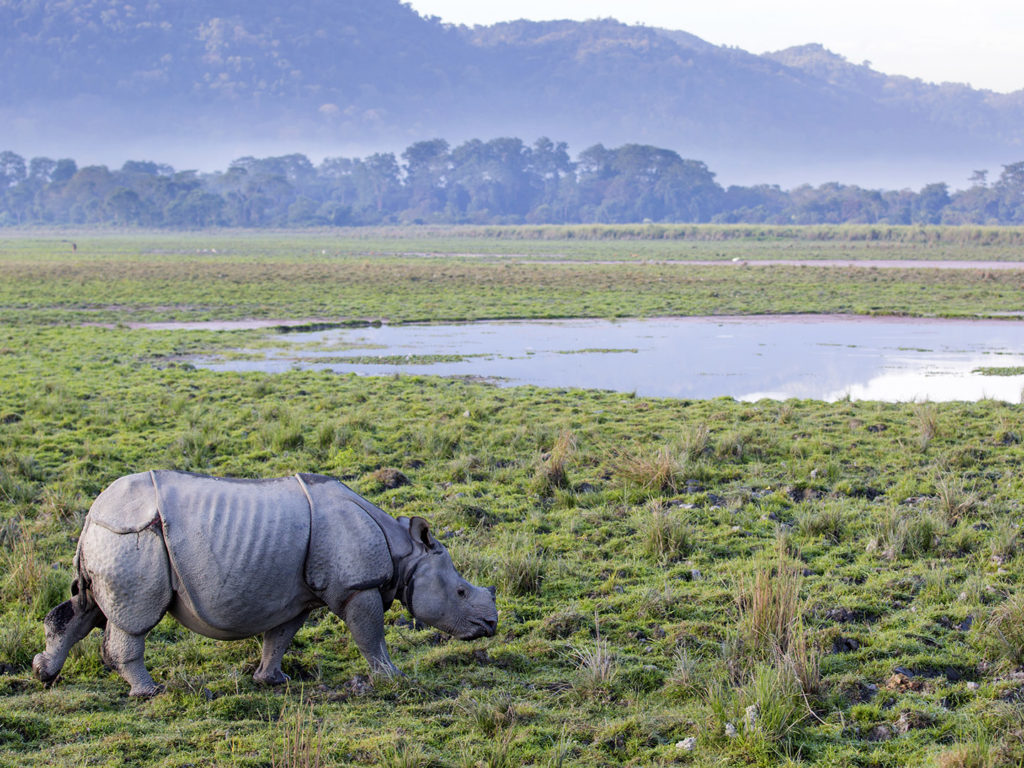 Rhino in kaziranga national park