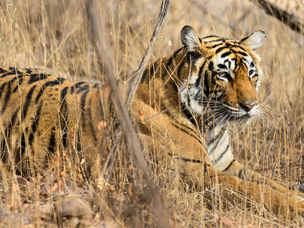 Wild Bengal tiger, India