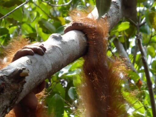 Orangutans hands holding branch of a tree with sun shining through its fur.
