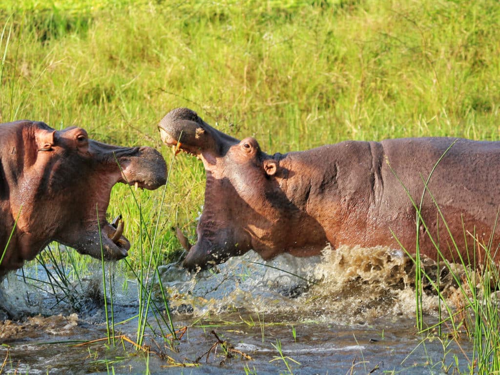 HIppos fighting, Liwonde National Park, Malawi
