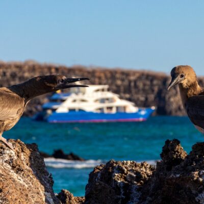 Ocean Spray Boat, View to boat with birds in foreground, Galapagos