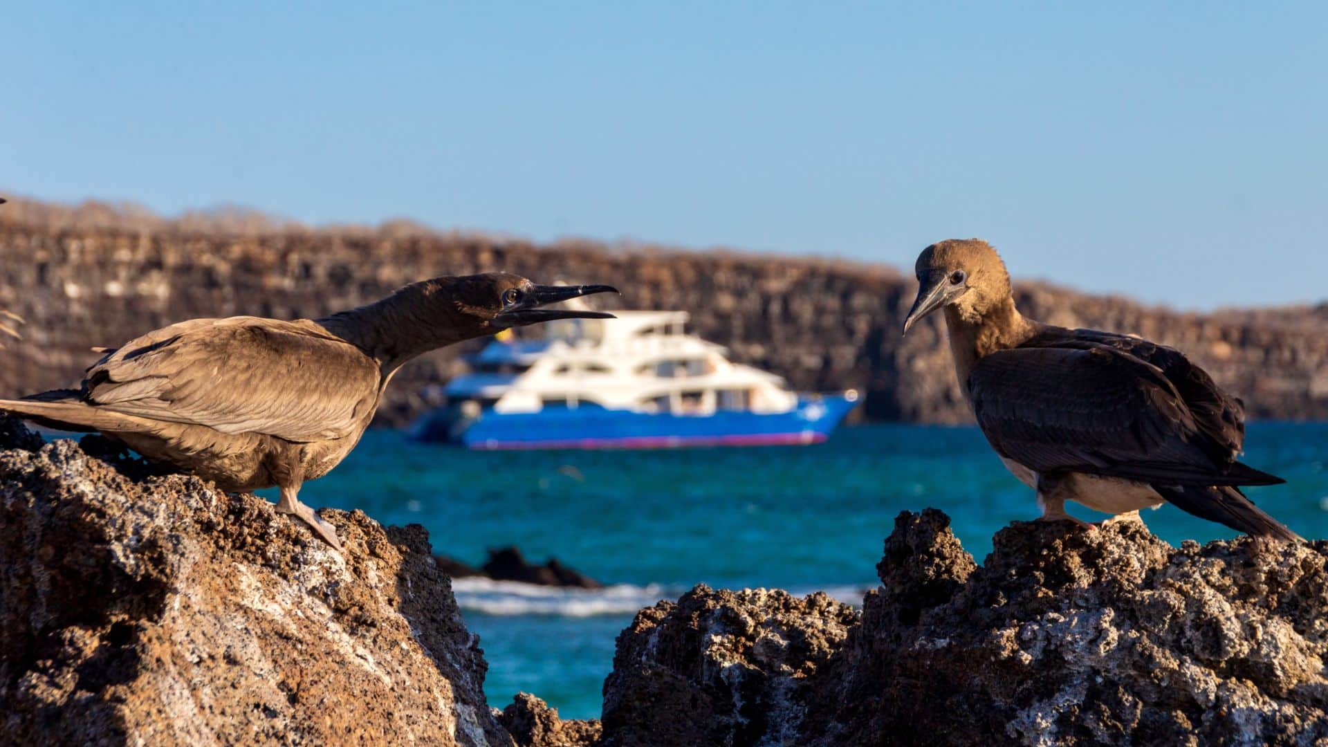Galapagos