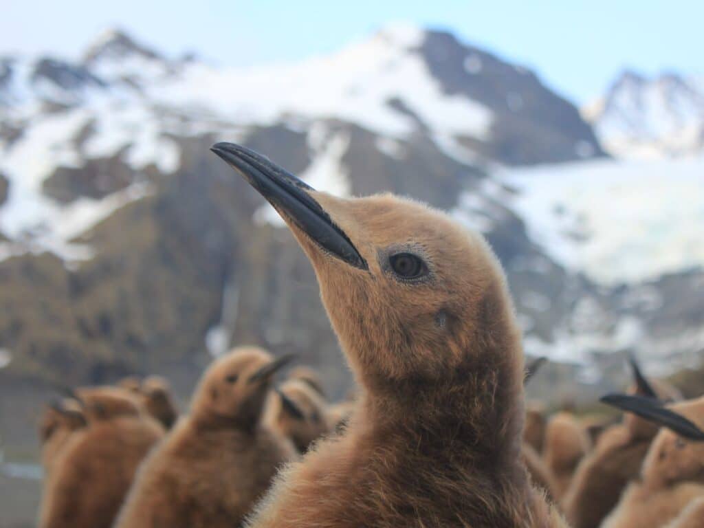 King Penguin Chick in South Georgia