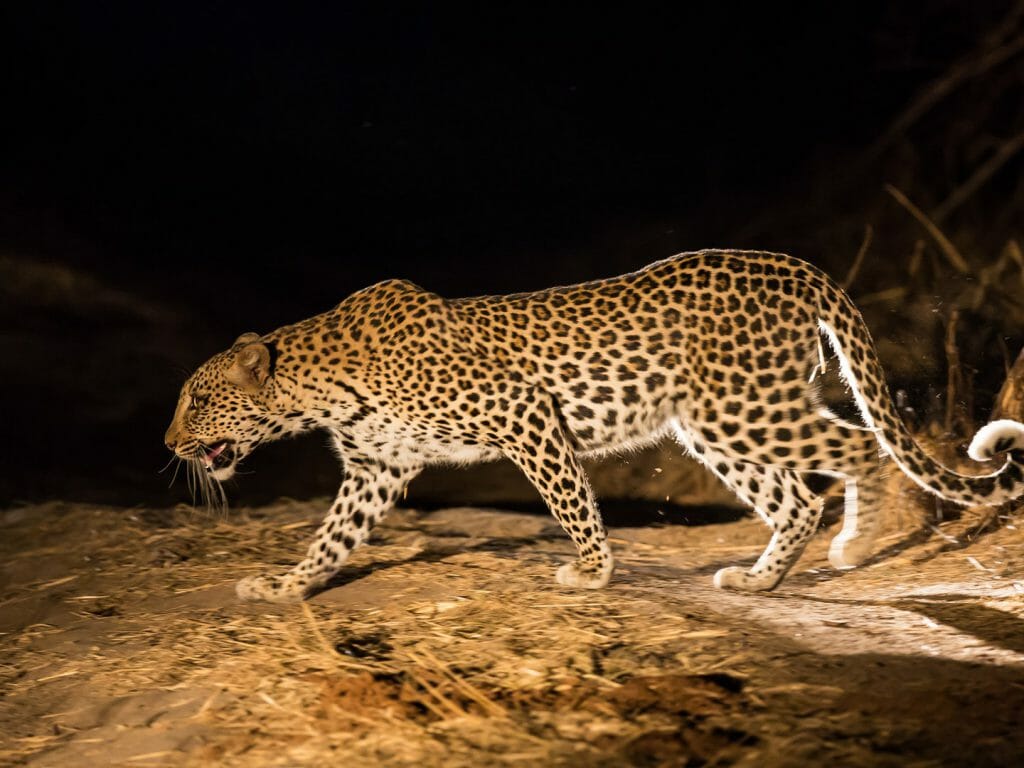 A leopard on the hunt at night, South Luangwa National Park, Zambia