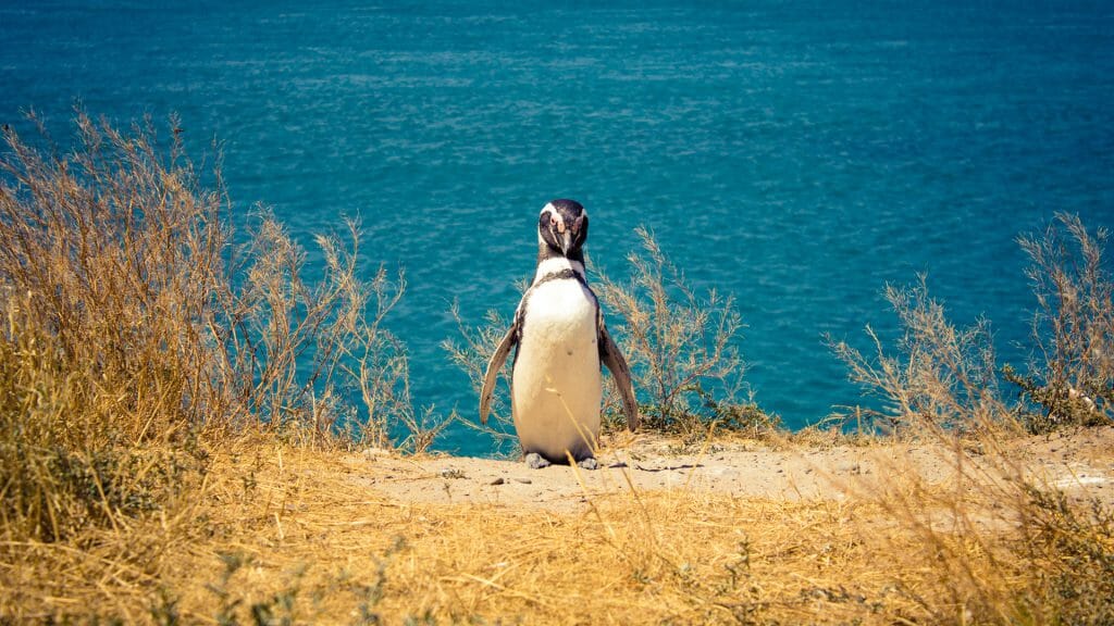 Magellanic Penguin, Peninsula Valdes, Patagonia, Argentina