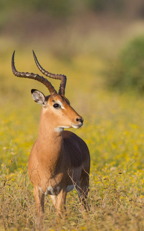 A male impala in a field of yellow flowers, Madikwe Game Reserve, South Africa