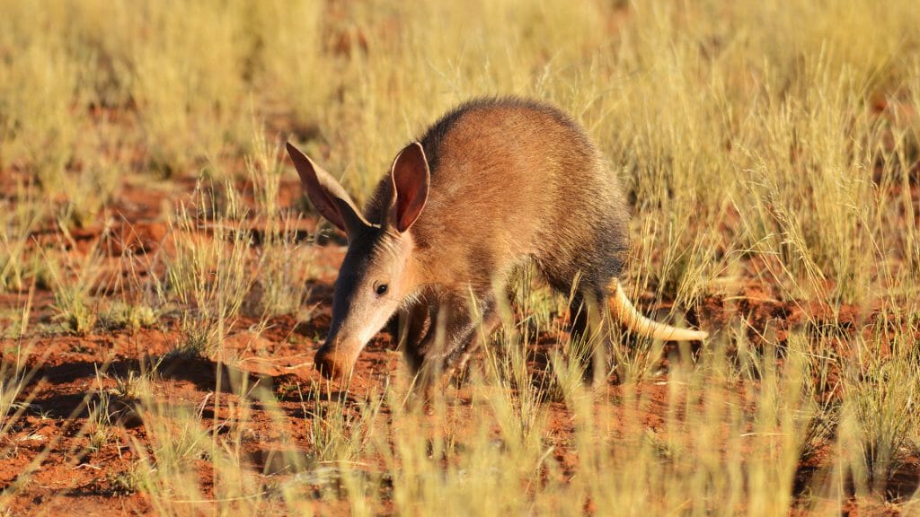 Aardvark, South Africa