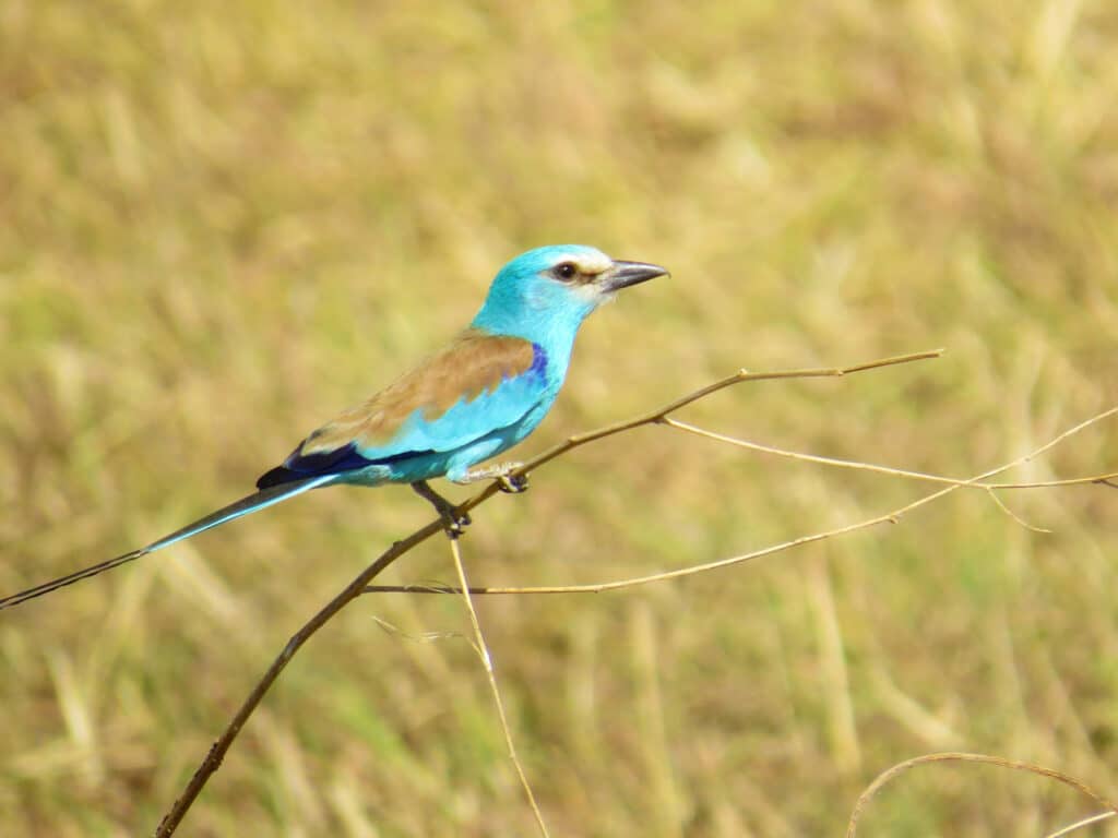 Abyssinian Roller, Zakouma National Park, Chad