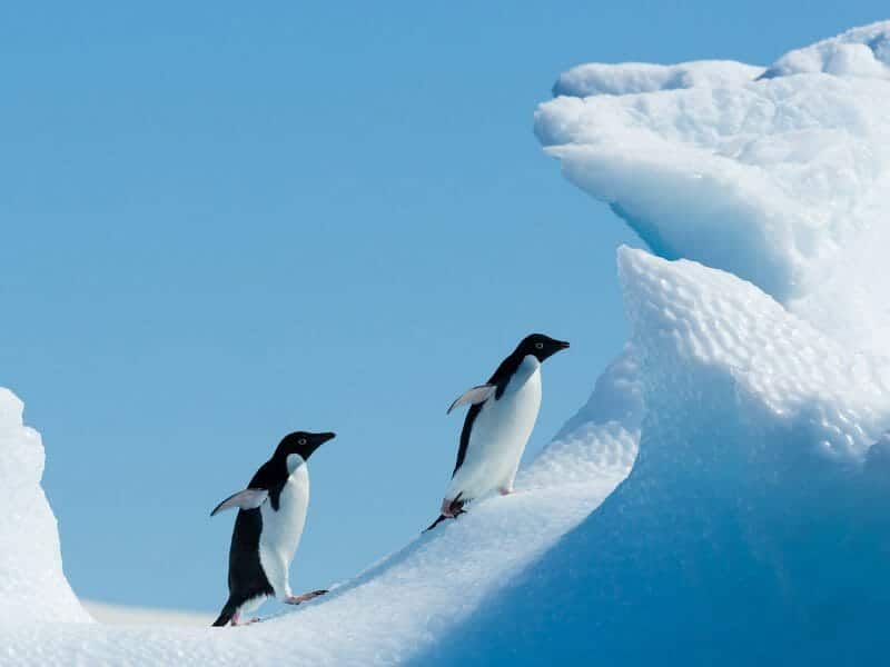 Adelie penguins, Antarctica