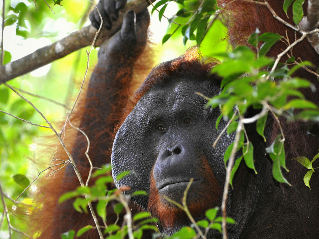 Adult Male Orangutan in the wild nature, Borneo, Indonesia