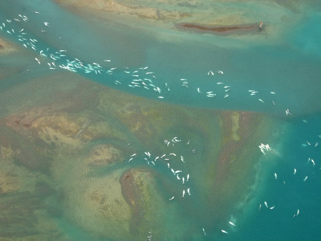 Aerial view of Belugas, Arctic Watch Lodge, Canadian Arctic