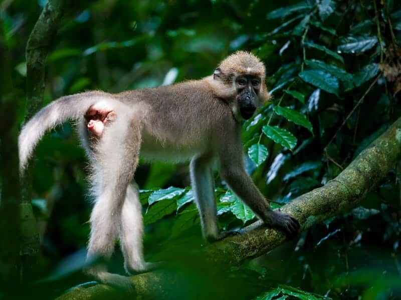 Agile mangabey, Dzanga Sangha, Central African Republic