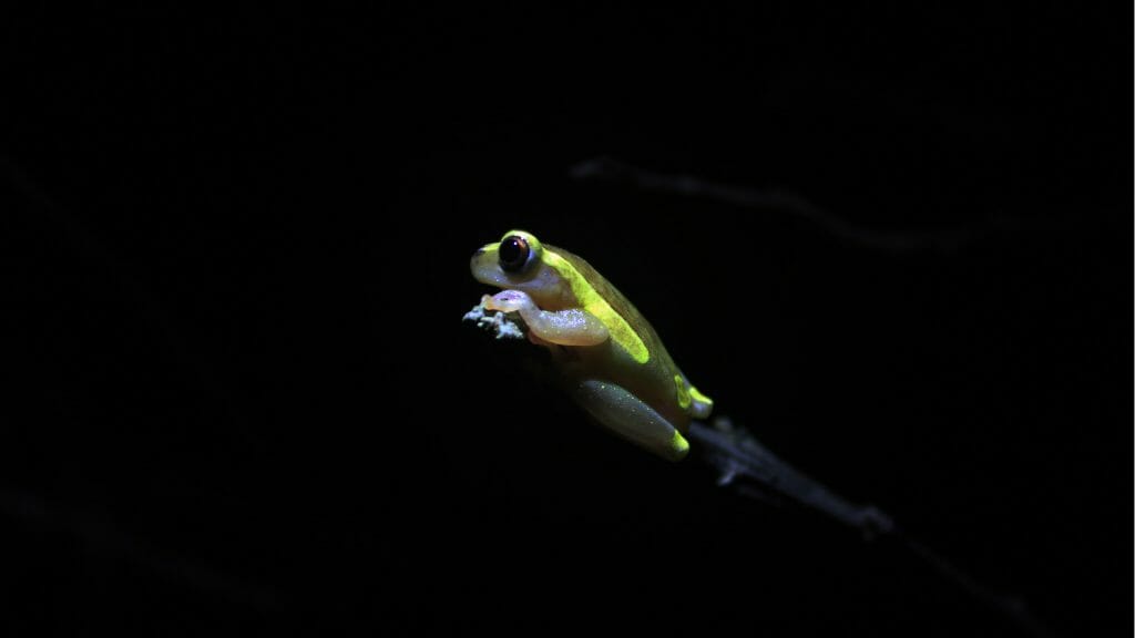 Amazon tree frog at night