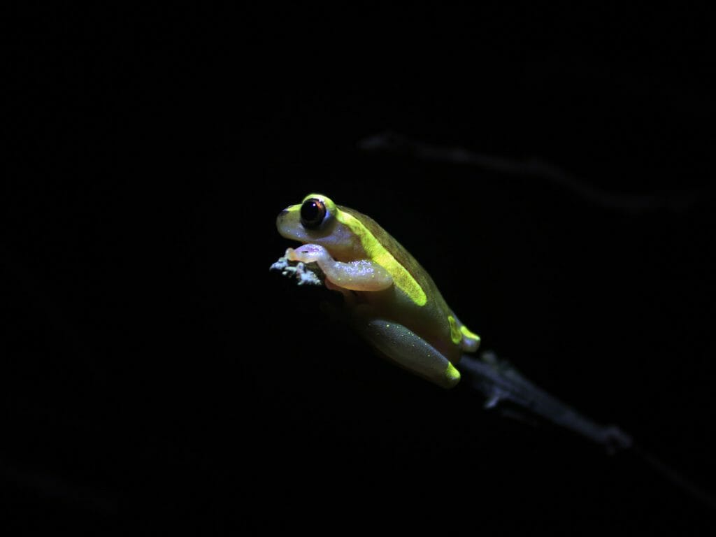 Amazon tree frog at night