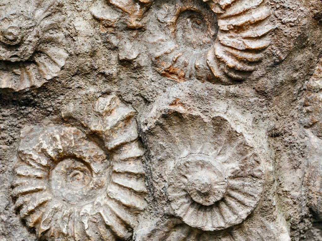 Close up of ammonite fossils.