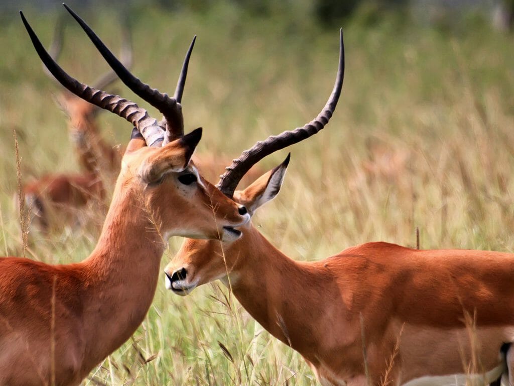 Antilope, Akagera National Park, Rwanda