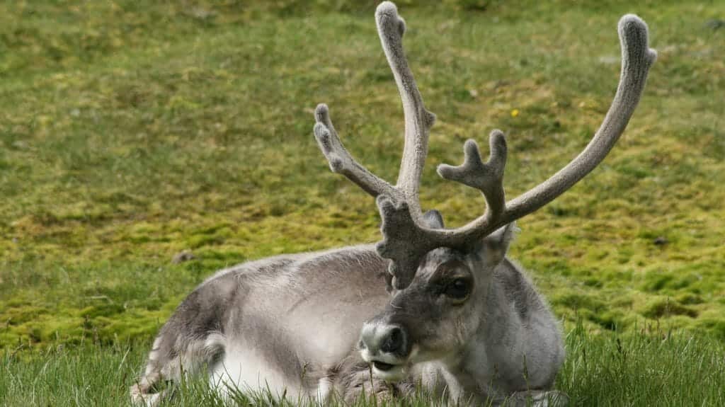 Arctic reindeer, Spitsbergen
