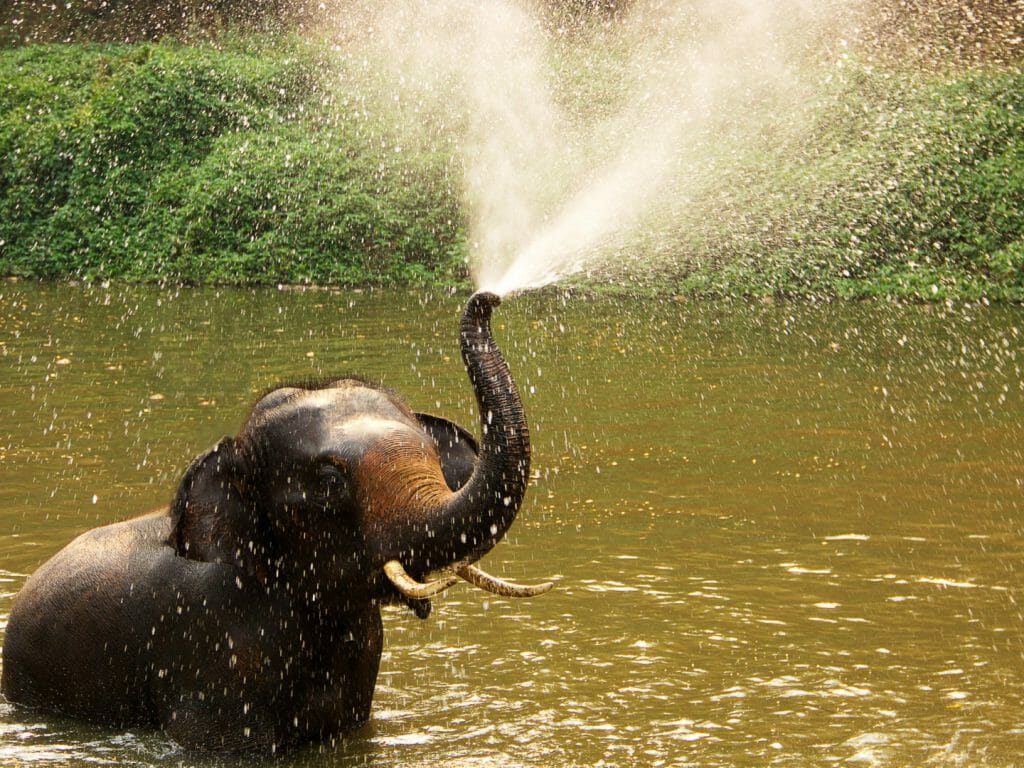 Elephant spraying water in river.