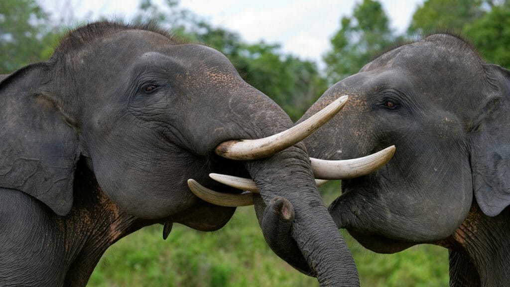 Two Asian elephants with tusks playing.