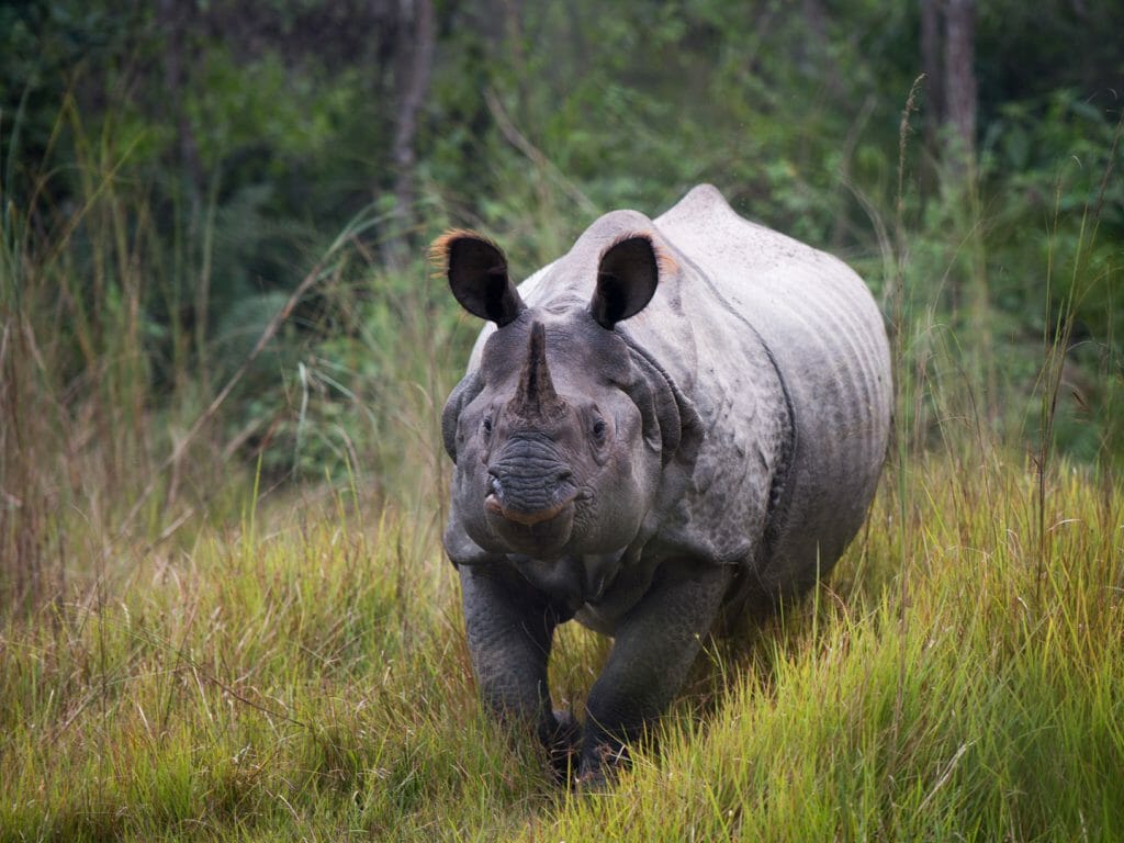 Asian Rhino, Tiger Tops Tharu, Chitwan, Nepal