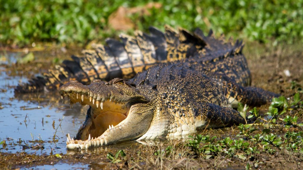 Australian Saltwater Crocodile, The Kimberley, Western Australia