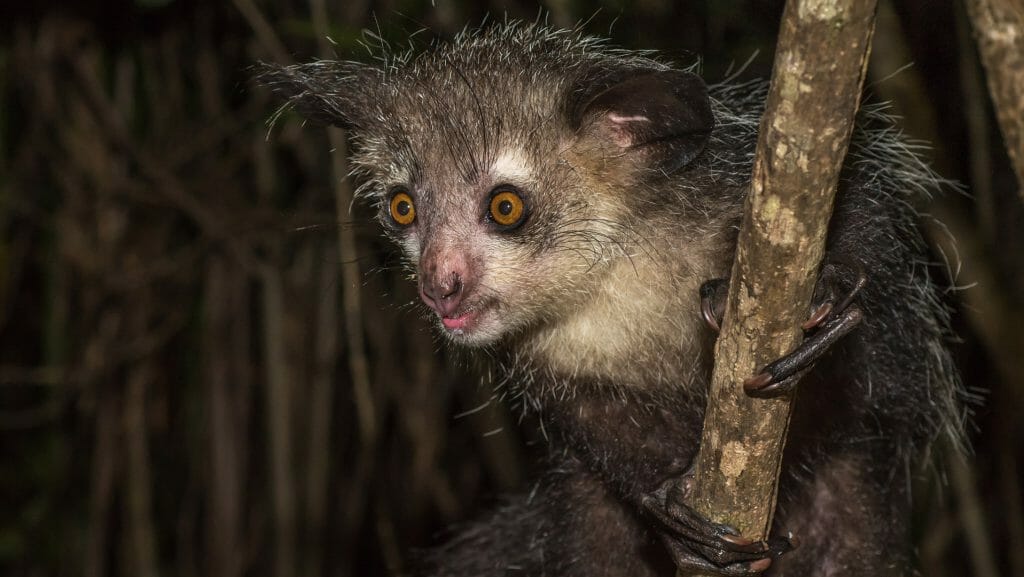 Aye aye, nocturnal lemur, Palmarium Private Reserve, Madagascar