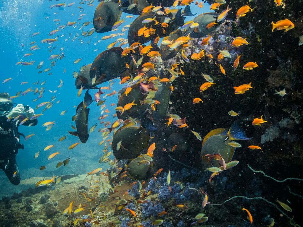 Diving, Azura Benguerra, Mozambique