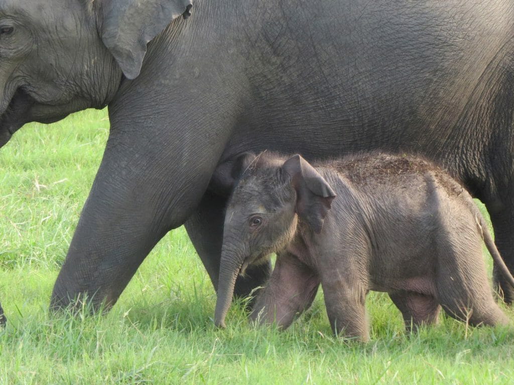 Baby Elephant, Minneriya National Park, Sri Lanka