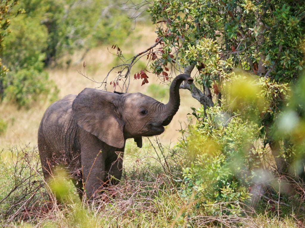 Baby elephant, Ol Pejeta, Kenya